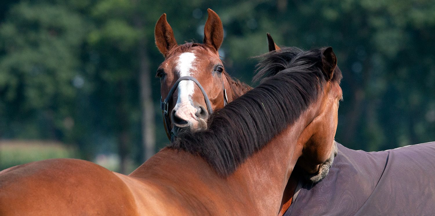 in de winterperiode komen de paarden ook in de wei bij stal de borgelink